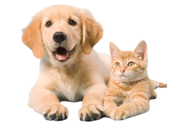 Anjing dan kucing bersama produk Vetindo